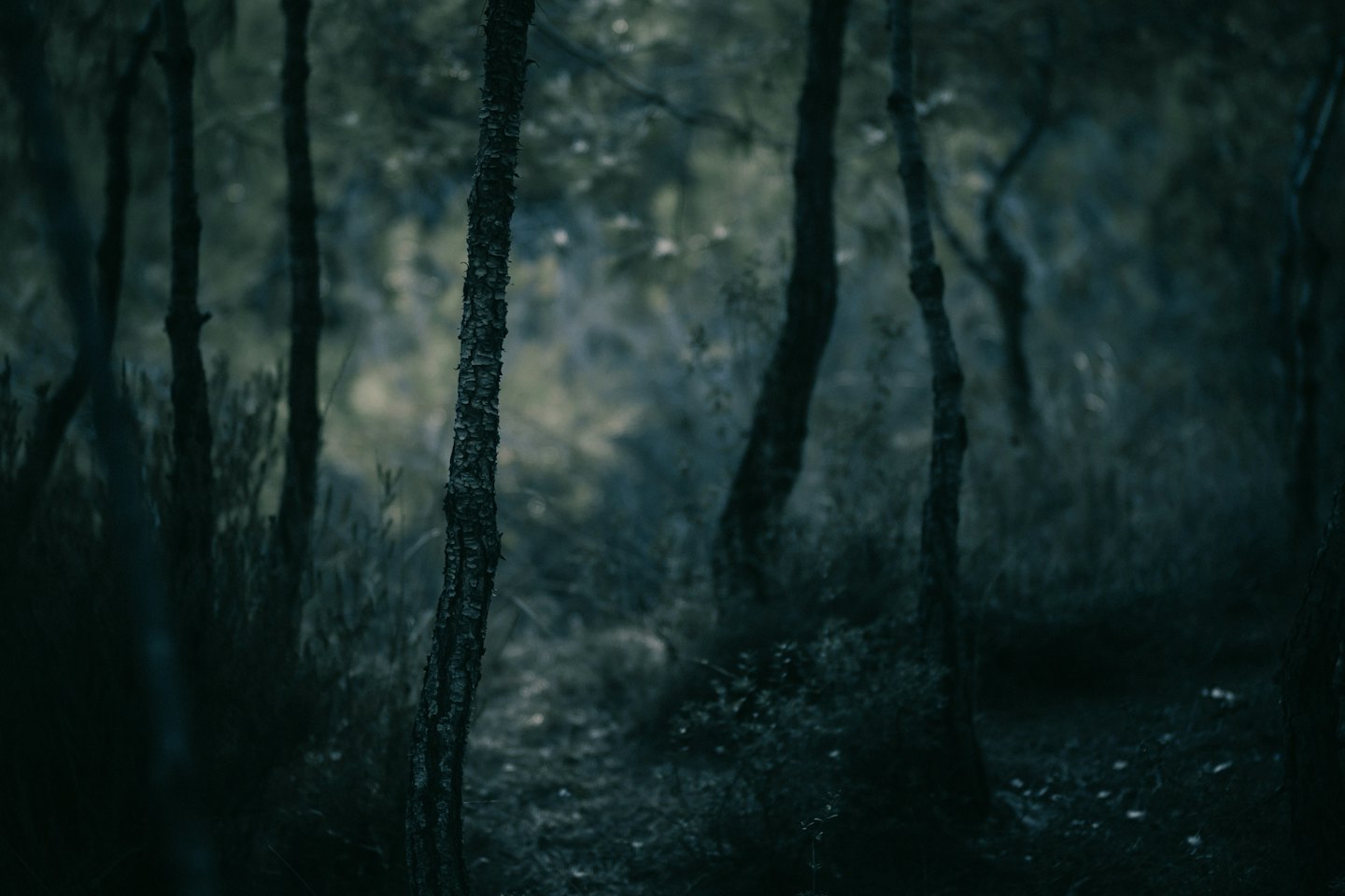 Schlanke Bäume stehen in einem dichten Wald.
