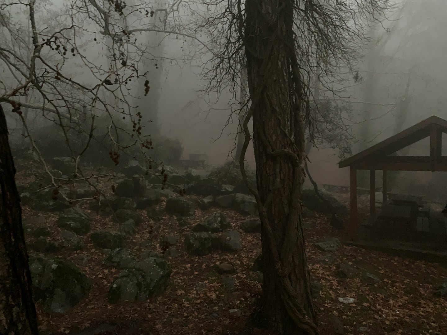 Dichter Wald mit kahlen Bäumen und einem hölzernen Picknickunterstand.